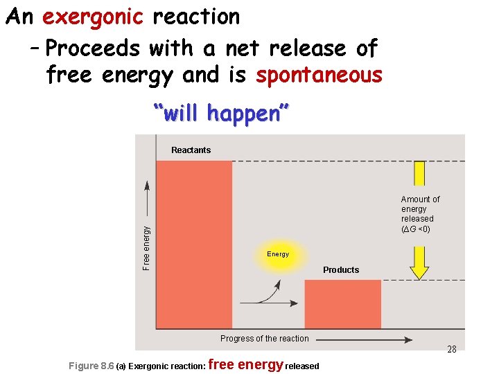 An exergonic reaction – Proceeds with a net release of free energy and is