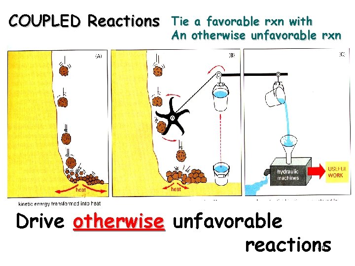 COUPLED Reactions Tie a favorable rxn with An otherwise unfavorable rxn Drive otherwise unfavorable