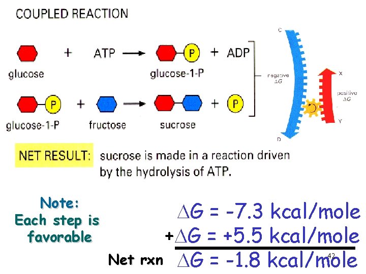 Note: Each step is favorable DG = -7. 3 kcal/mole +DG = +5. 5