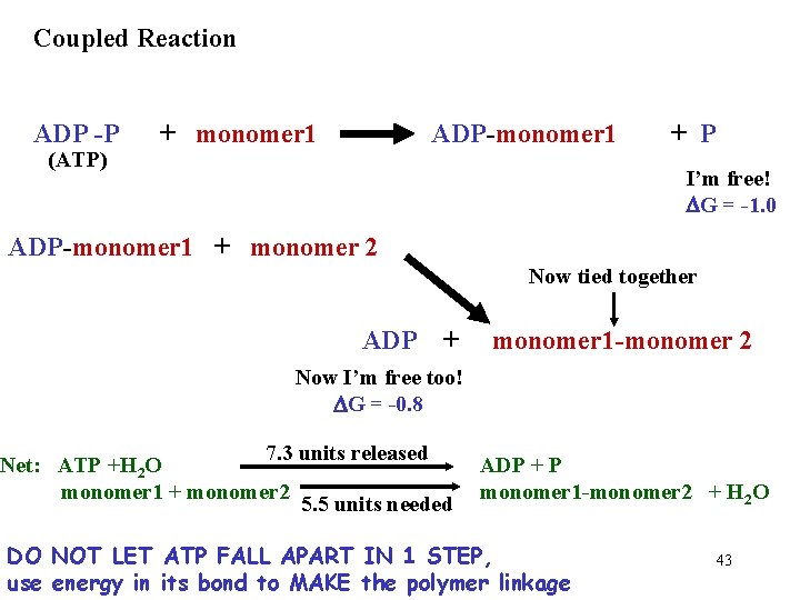 Coupled Reaction ADP -P (ATP) + monomer 1 ADP-monomer 1 + P I’m free!