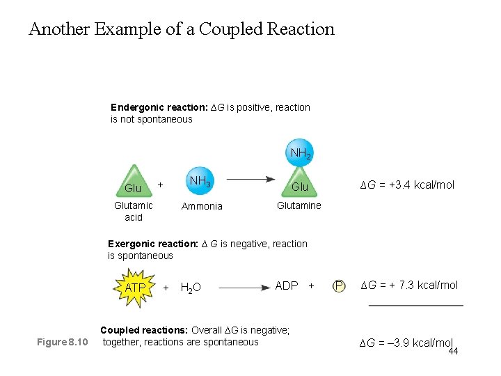 Another Example of a Coupled Reaction Endergonic reaction: ∆G is positive, reaction is not