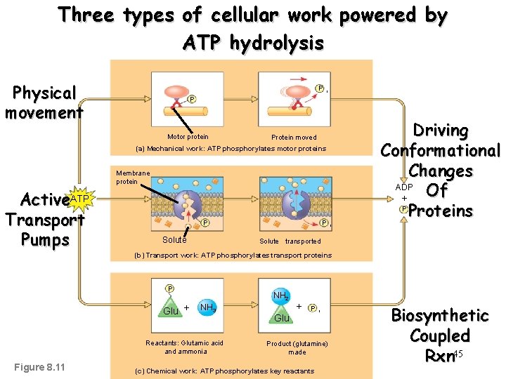 Three types of cellular work powered by ATP hydrolysis Physical movement P i P