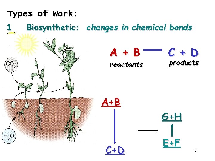 Types of Work: 1 Biosynthetic: changes in chemical bonds A + B reactants C