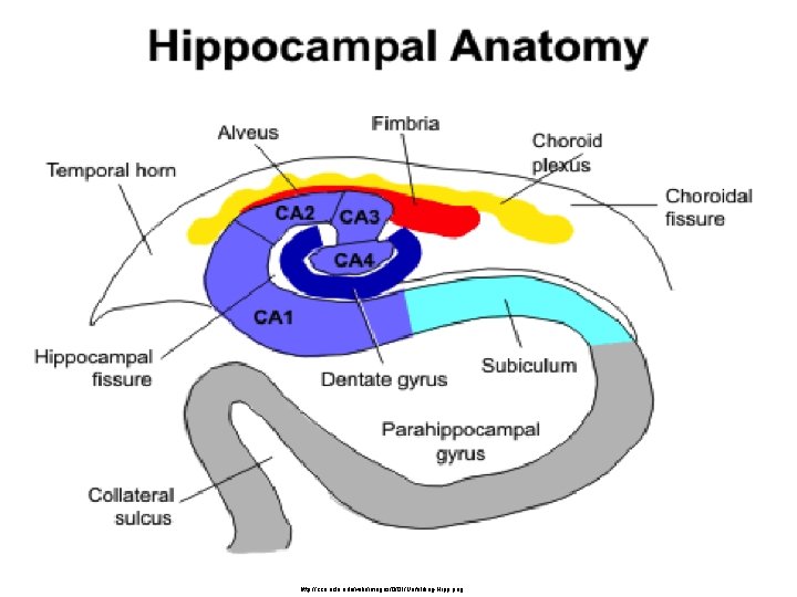 http: //ccn. ucla. edu/wiki/images/0/01/Unfolding-Hipp. png http: //ccn. ucla. edu/wiki/images/0/01/Unfolding-Hipp. png