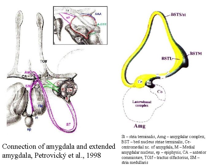 Connection of amygdala and extended amygdala, Petrovický et al. , 1998 St – stria Connection of amygdala and extended amygdala, Petrovický et al. , 1998 St – stria