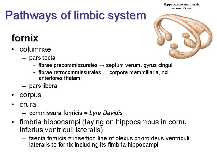 Pathways of limbic system fornix • columnae – pars tecta • fibrae precommissurales → Pathways of limbic system fornix • columnae – pars tecta • fibrae precommissurales →