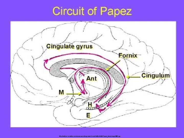 http: //willcov. com/bio-consciousness/diagrams/Circuit%20 of%20 Papez_files/image 295. jpg http: //willcov. com/bio-consciousness/diagrams/Circuit%20 of%20 Papez_files/image 295. jpg