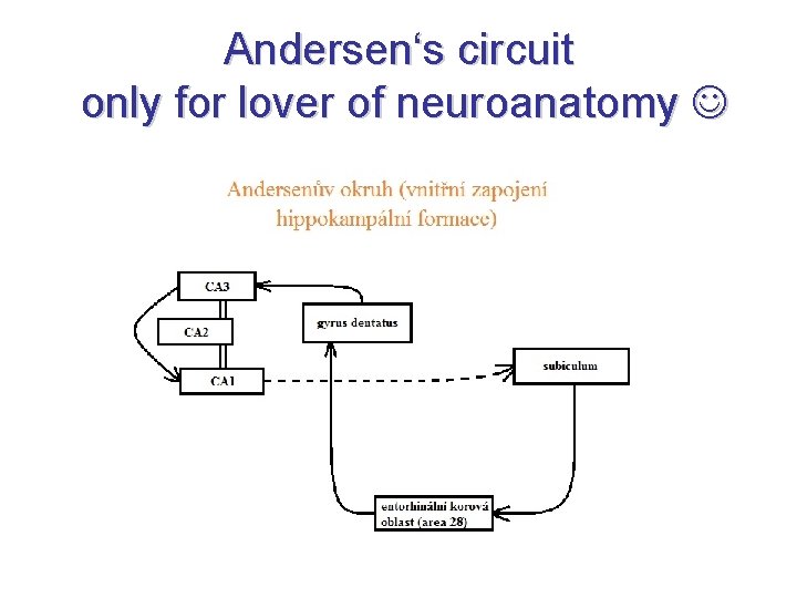 Andersen‘s circuit only for lover of neuroanatomy Andersen‘s circuit only for lover of neuroanatomy