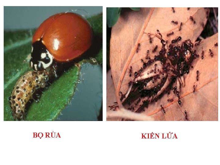 BỌ RÙA KIẾN LỬA 