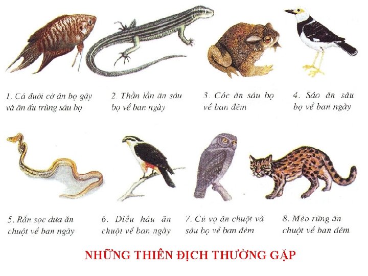 NHỮNG THIÊN ĐỊCH THƯỜNG GẶP 