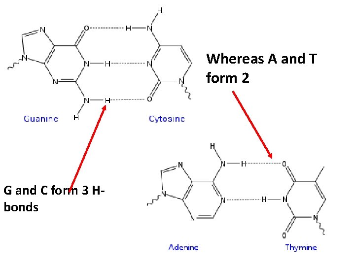 Whereas A and T form 2 G and C form 3 Hbonds 