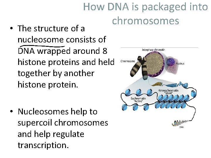 How DNA is packaged into chromosomes • The structure of a nucleosome consists of