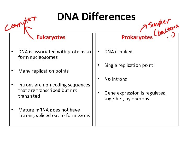 DNA Differences Eukaryotes • DNA is associated with proteins to form nucleosomes • Many