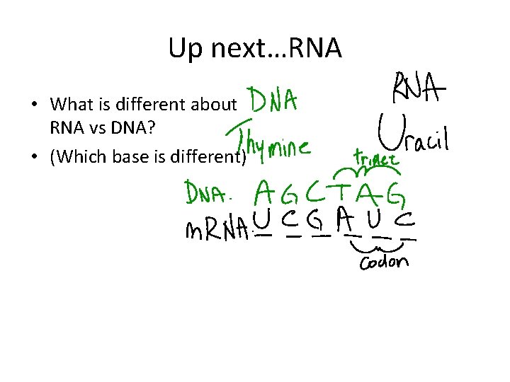 Up next…RNA • What is different about RNA vs DNA? • (Which base is