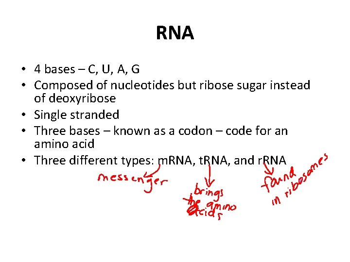RNA • 4 bases – C, U, A, G • Composed of nucleotides but