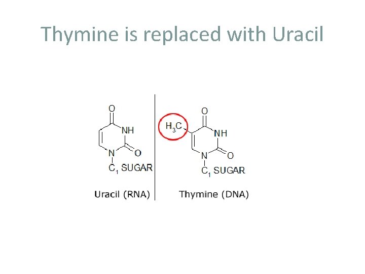 Thymine is replaced with Uracil 