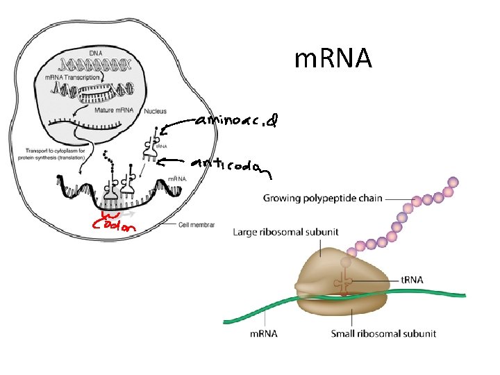m. RNA 