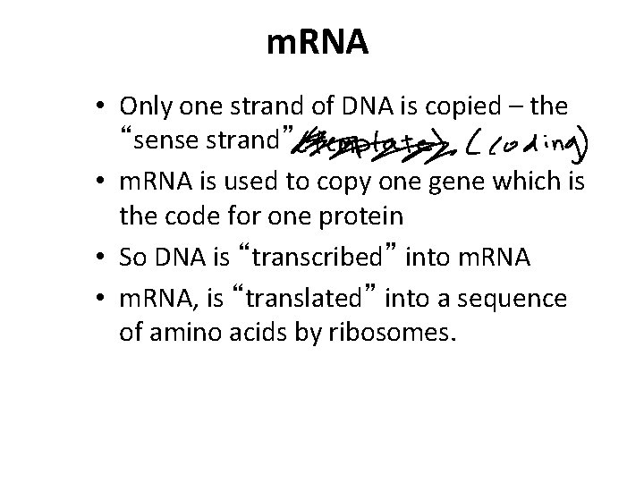 m. RNA • Only one strand of DNA is copied – the “sense strand”