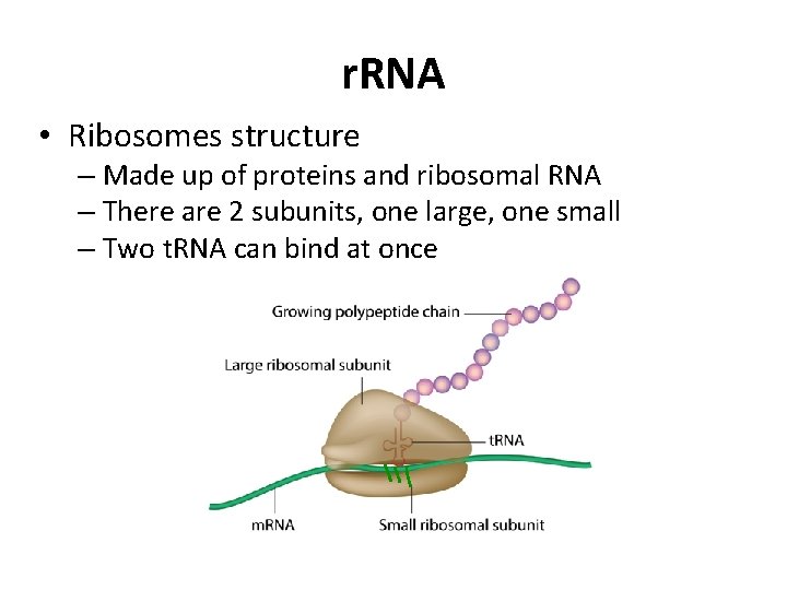 r. RNA • Ribosomes structure – Made up of proteins and ribosomal RNA –
