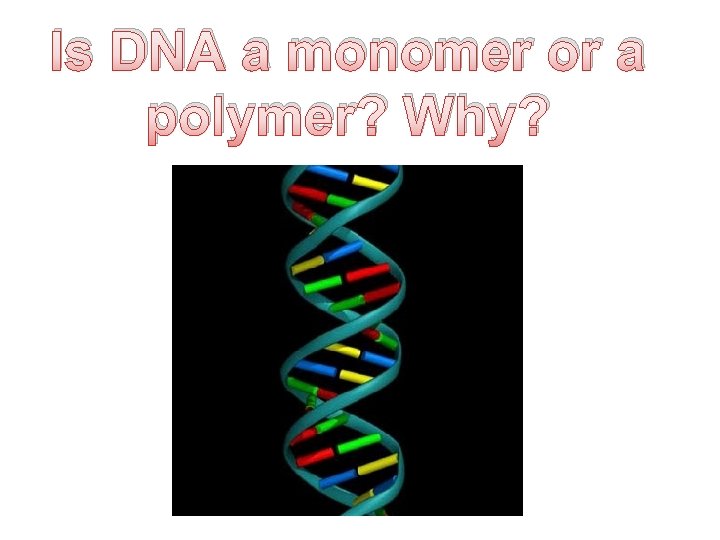 Is DNA a monomer or a polymer? Why? 