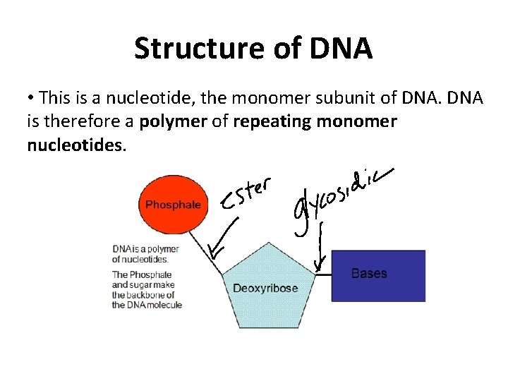 Structure of DNA • This is a nucleotide, the monomer subunit of DNA is