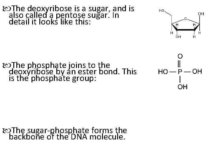  The deoxyribose is a sugar, and is also called a pentose sugar. In