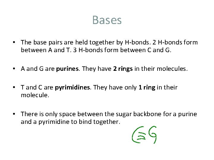 Bases • The base pairs are held together by H-bonds. 2 H-bonds form between