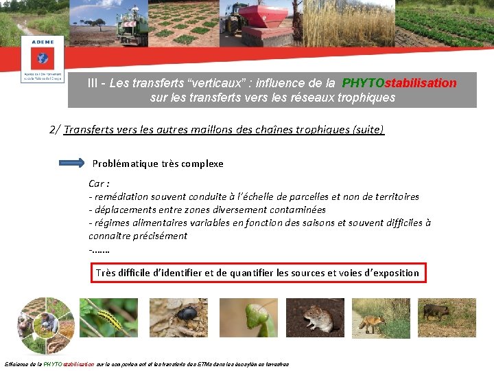 III - Les transferts “verticaux” : influence de la PHYTOstabilisation sur les transferts vers