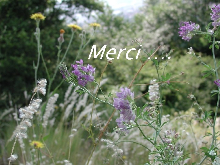 Merci …. 