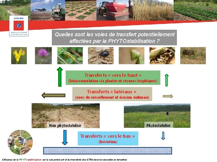 Quelles sont les voies de transfert potentiellement affectées par la PHYTOstabilisation ? Transferts «