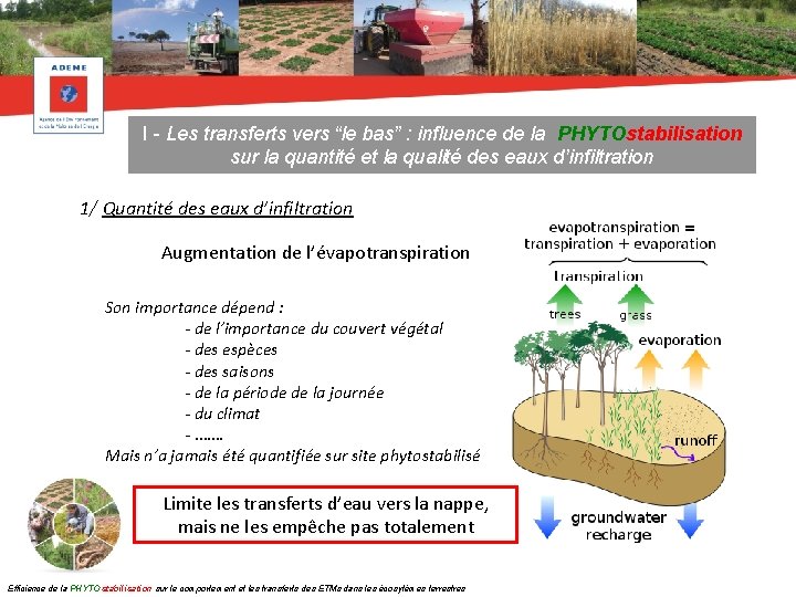 I - Les transferts vers “le bas” : influence de la PHYTOstabilisation sur la