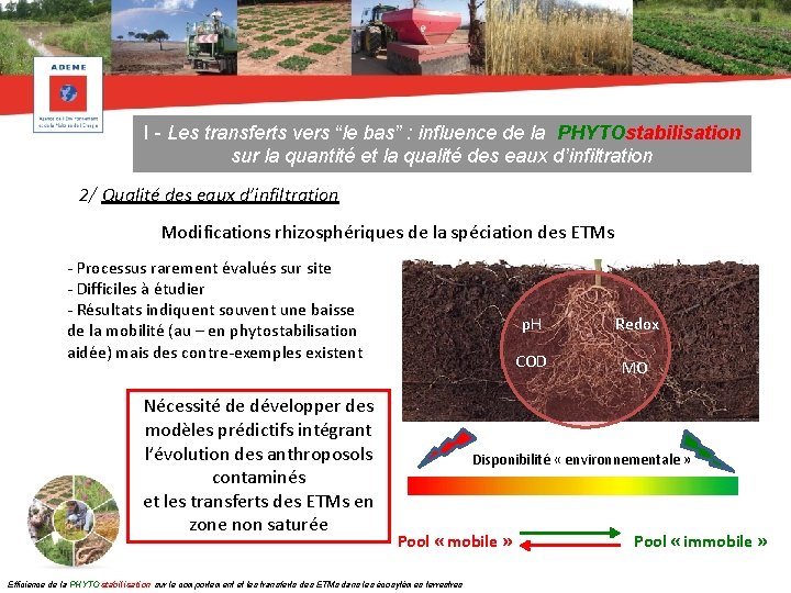 I - Les transferts vers “le bas” : influence de la PHYTOstabilisation sur la