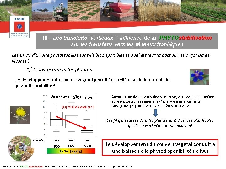 III - Les transferts “verticaux” : influence de la PHYTOstabilisation sur les transferts vers