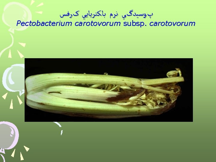  پﻮﺳﻴﺪگﻲ ﻧﺮﻡ ﺑﺎﻛﺘﺮﻳﺎﻳﻲ کﺮﻓﺲ Pectobacterium carotovorum subsp. carotovorum 