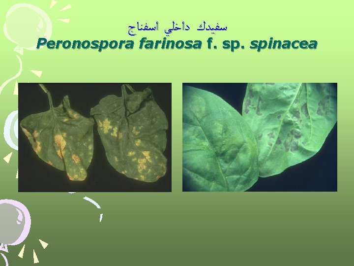  ﺳﻔﻴﺪﻙ ﺩﺍﺧﻠﻲ ﺍﺳﻔﻨﺎﺝ Peronospora farinosa f. spinacea 