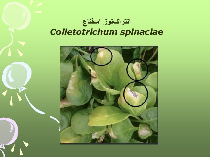  آﻨﺘﺮﺍکﻨﻮﺯ ﺍﺳﻔﻨﺎﺝ Colletotrichum spinaciae 