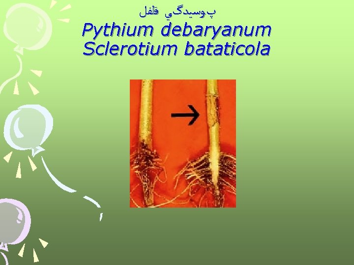  پﻮﺳﻴﺪگﻲ ﻓﻠﻔﻞ Pythium debaryanum Sclerotium bataticola 