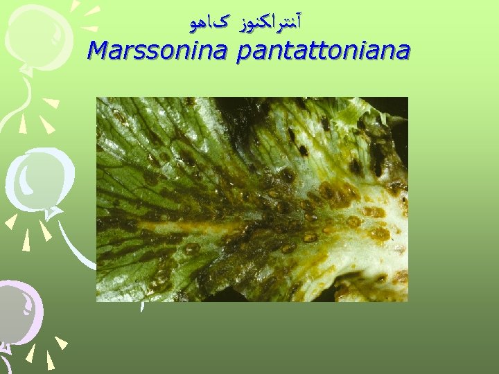  آﻨﺘﺮﺍﻛﻨﻮﺯ کﺎﻫﻮ Marssonina pantattoniana 