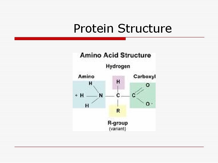 Protein Structure 