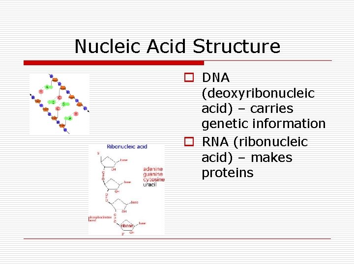 Nucleic Acid Structure o DNA (deoxyribonucleic acid) – carries genetic information o RNA (ribonucleic