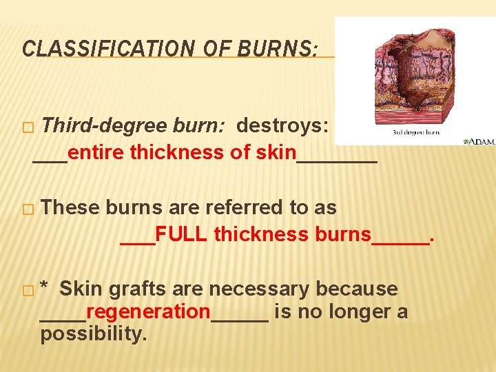 CLASSIFICATION OF BURNS: � Third-degree burn: destroys: ___entire thickness of skin_______ � These �*