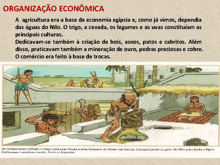 ORGANIZAÇÃO ECONÔMICA A agricultura era a base da economia egípcia e, como já vimos,