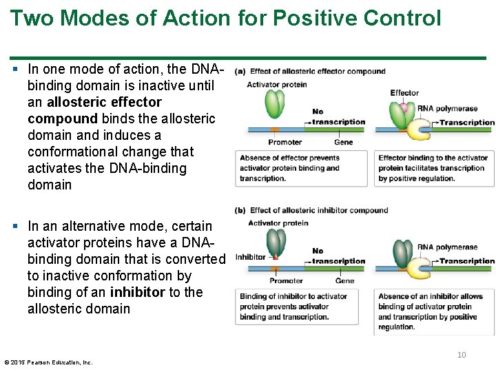 Two Modes of Action for Positive Control § In one mode of action, the
