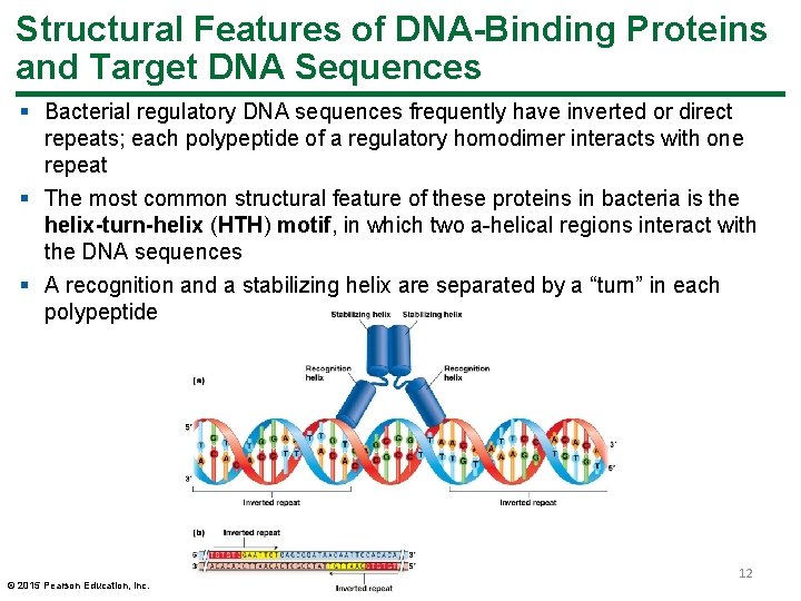 Structural Features of DNA-Binding Proteins and Target DNA Sequences § Bacterial regulatory DNA sequences