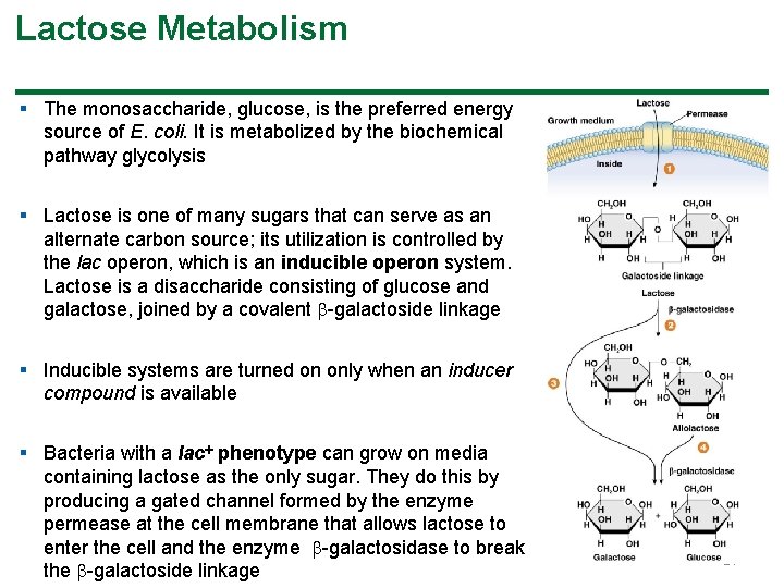 Lactose Metabolism § The monosaccharide, glucose, is the preferred energy source of E. coli.