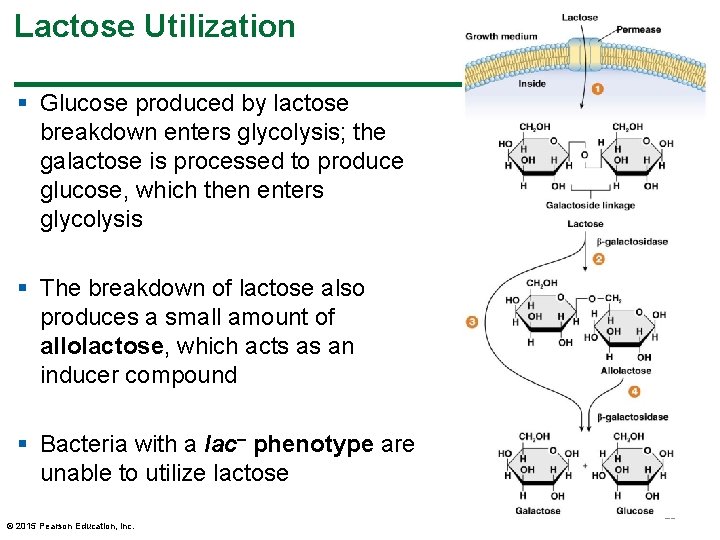 Lactose Utilization § Glucose produced by lactose breakdown enters glycolysis; the galactose is processed