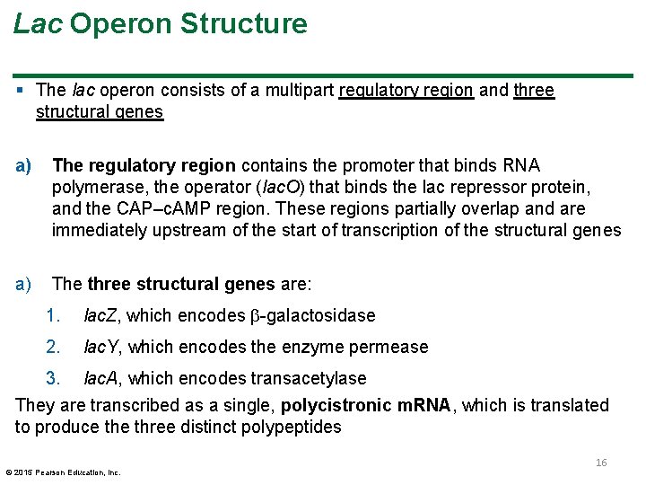 Lac Operon Structure § The lac operon consists of a multipart regulatory region and