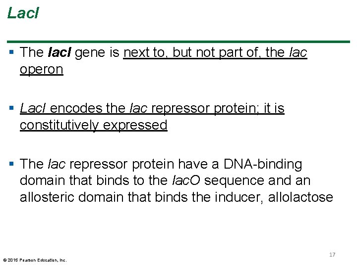 Lac. I § The lac. I gene is next to, but not part of,