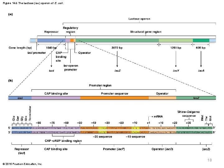 Figure 14. 6 The lactose (lac) operon of E. coli. 18 © 2015 Pearson