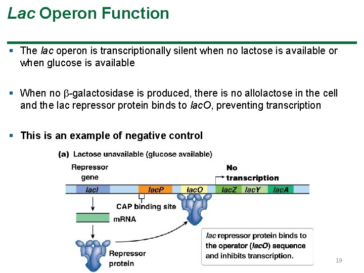 Lac Operon Function § The lac operon is transcriptionally silent when no lactose is